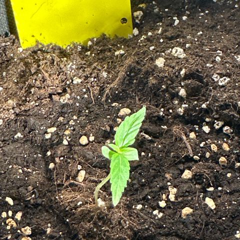 Milky Way growlog timeline photo