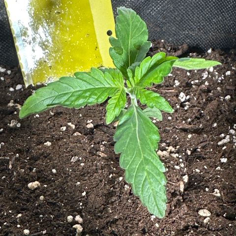 Wedding Cake Auto growlog timeline photo
