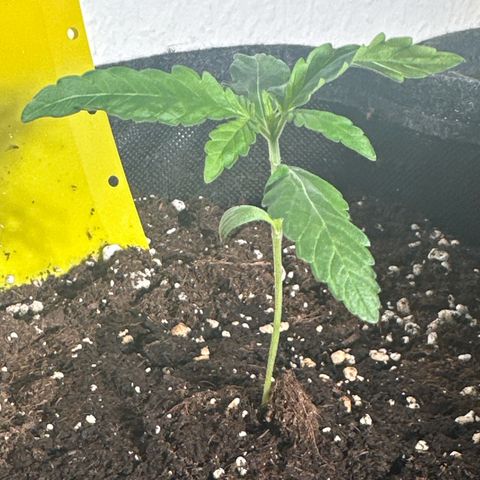 Wedding Cake Auto growlog timeline photo