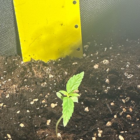 Milky Way growlog timeline photo