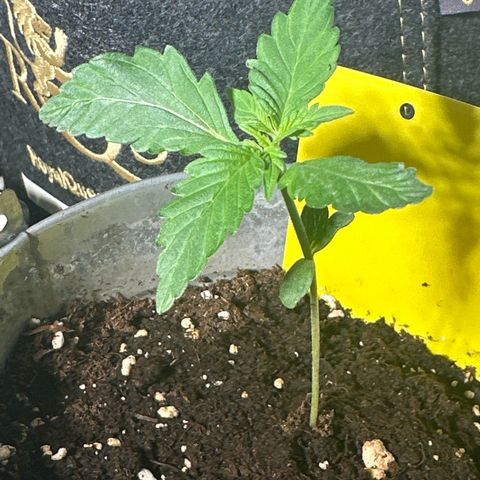 Amnesia Haze Auto growlog timeline photo