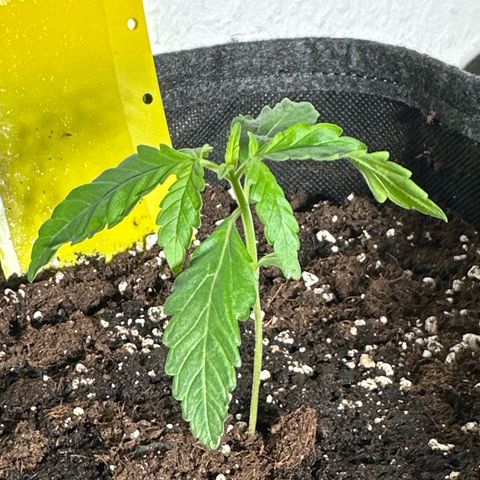 Wedding Cake Auto growlog timeline photo