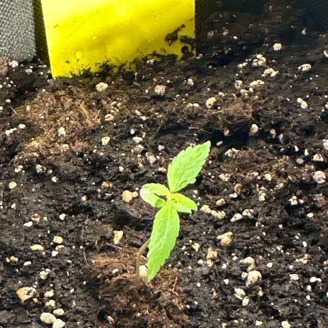 Milky Way growlog timeline photo