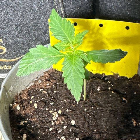 Amnesia Haze Auto growlog timeline photo