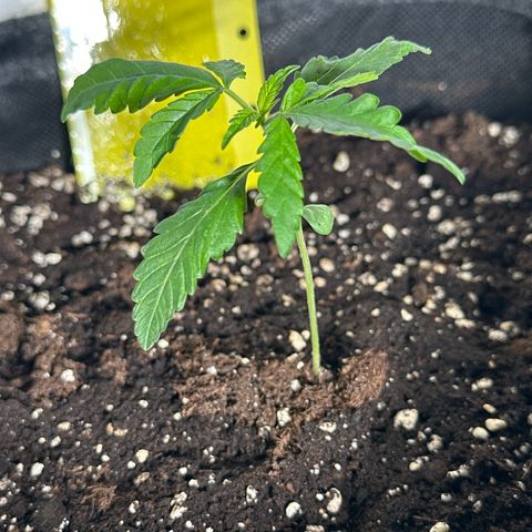 Wedding Cake Auto growlog timeline photo