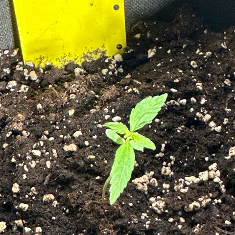 Milky Way growlog timeline photo