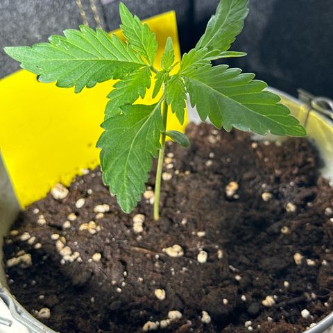 Amnesia Haze Auto growlog timeline photo