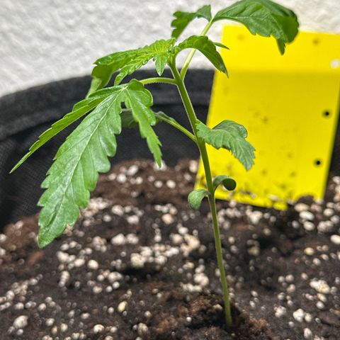 Wedding Cake Auto growlog timeline photo