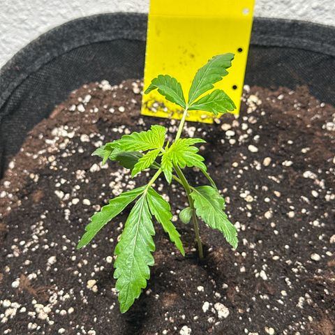 Wedding Cake Auto growlog timeline photo