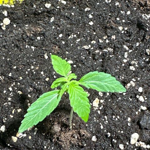 Milky Way growlog timeline photo