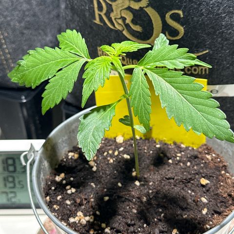 Amnesia Haze Auto growlog timeline photo