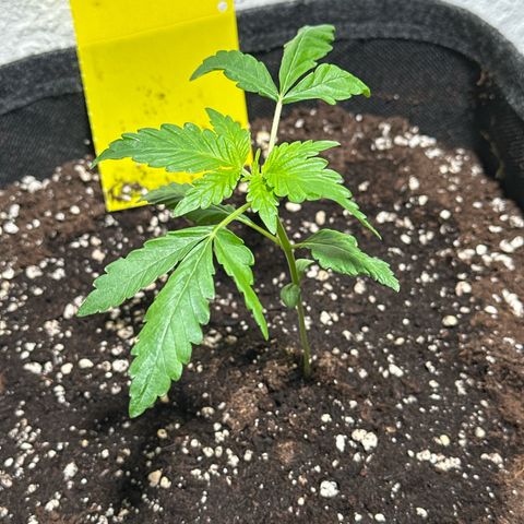 Wedding Cake Auto growlog timeline photo