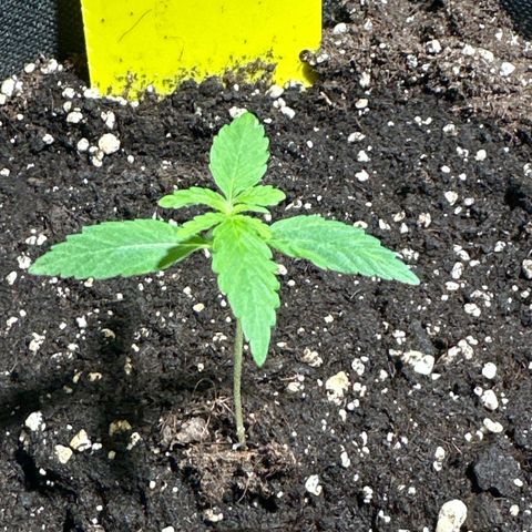 Milky Way growlog timeline photo