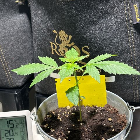 Amnesia Haze Auto growlog timeline photo