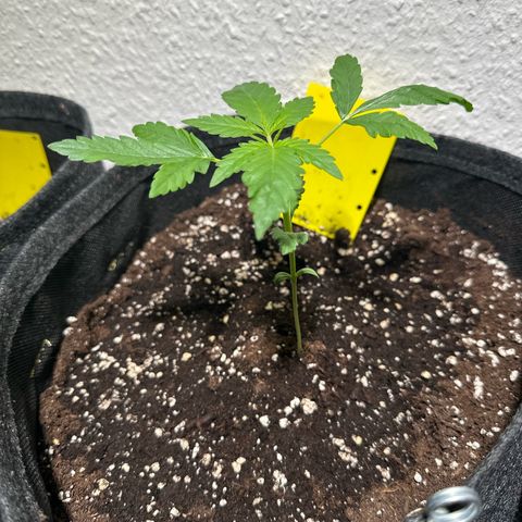 Wedding Cake Auto growlog timeline photo