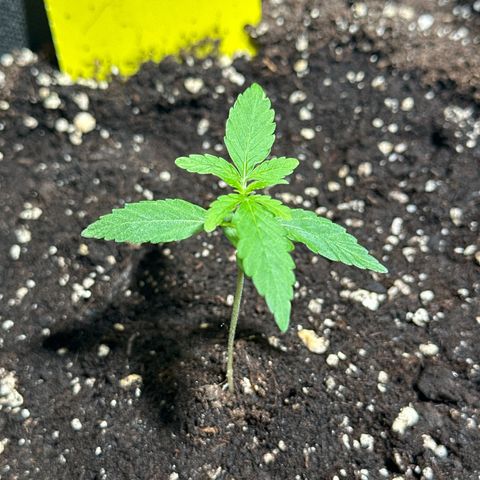 Milky Way growlog timeline photo