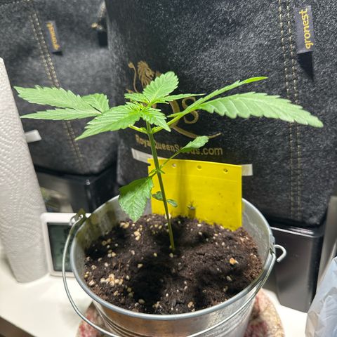 Amnesia Haze Auto growlog timeline photo