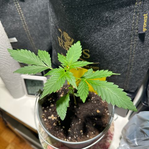 Amnesia Haze Auto growlog timeline photo
