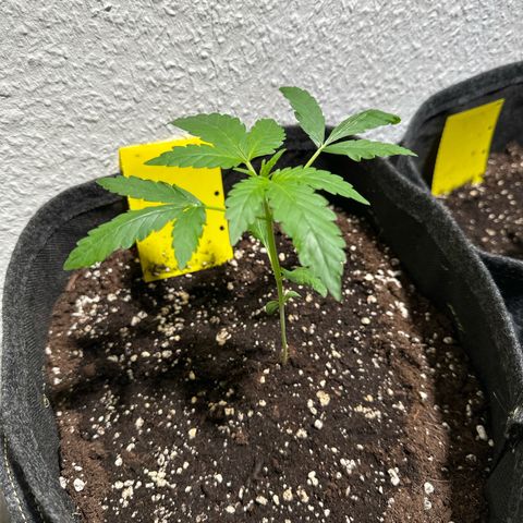 Wedding Cake Auto growlog timeline photo