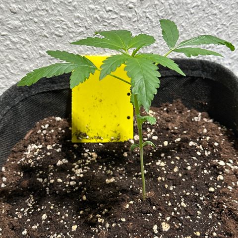 Wedding Cake Auto growlog timeline photo