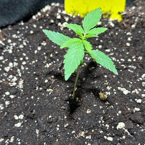 Milky Way growlog timeline photo