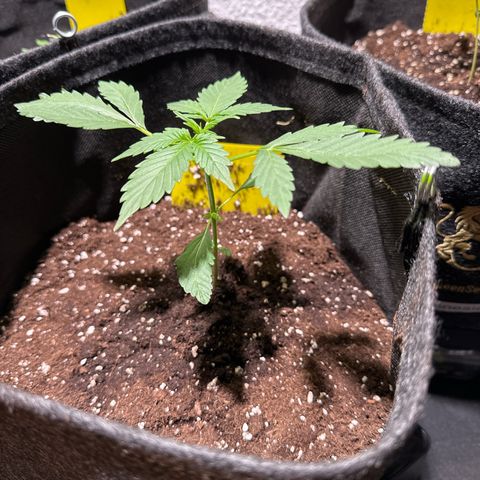 Amnesia Haze Auto growlog timeline photo