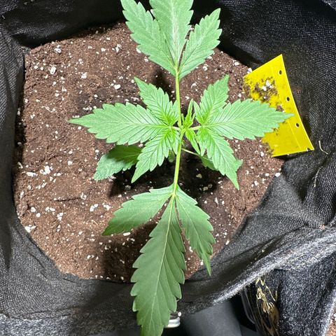 Amnesia Haze Auto growlog timeline photo