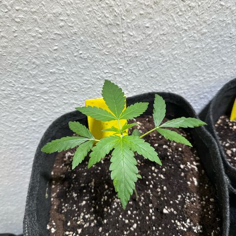Wedding Cake Auto growlog timeline photo