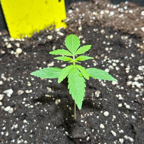 Milky Way growlog timeline photo