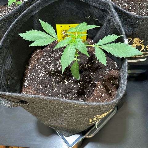 Amnesia Haze Auto growlog timeline photo