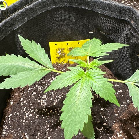 Amnesia Haze Auto growlog timeline photo