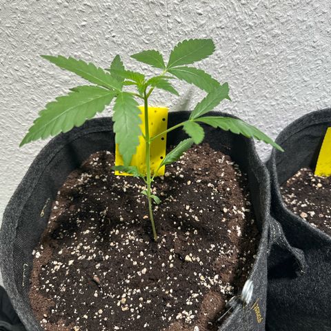 Wedding Cake Auto growlog timeline photo