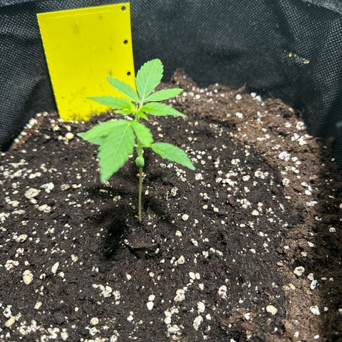 Milky Way growlog timeline photo