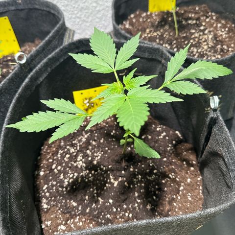 Amnesia Haze Auto growlog timeline photo