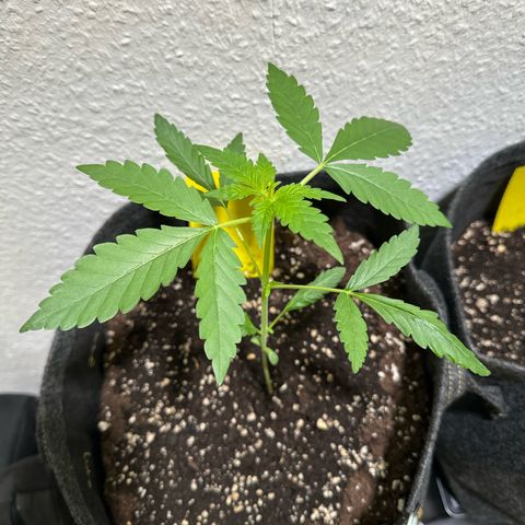 Wedding Cake Auto growlog timeline photo