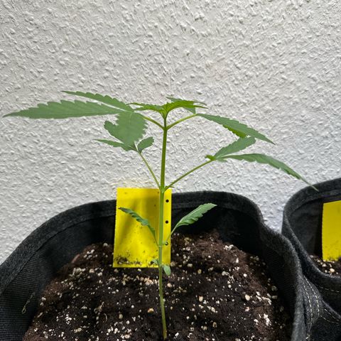 Wedding Cake Auto growlog timeline photo