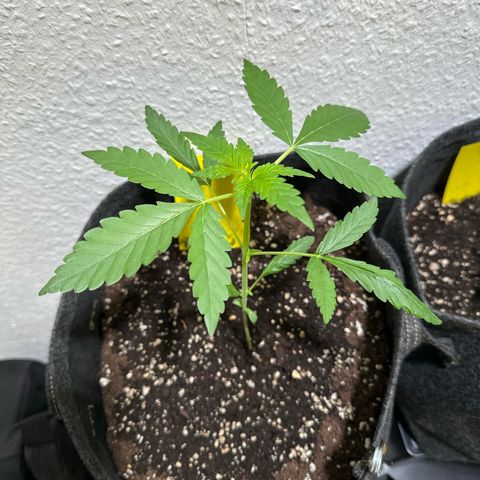Wedding Cake Auto growlog timeline photo