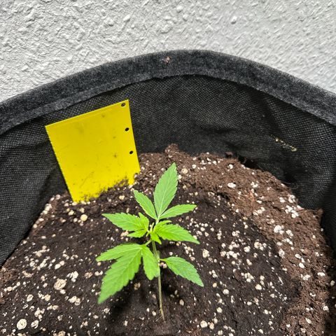Milky Way growlog timeline photo