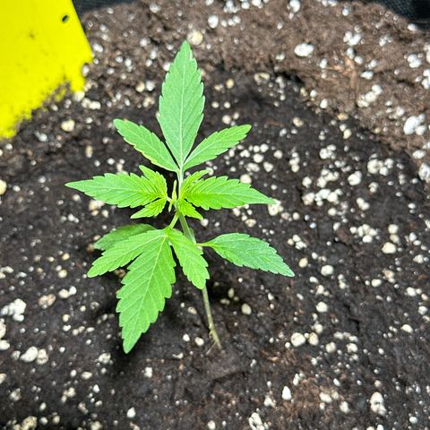 Milky Way growlog timeline photo