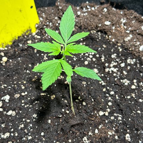 Milky Way growlog timeline photo