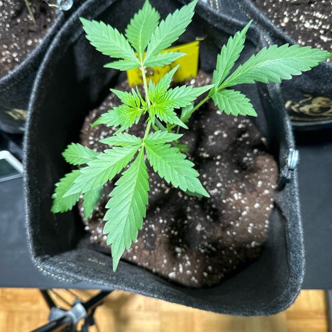 Amnesia Haze Auto growlog timeline photo