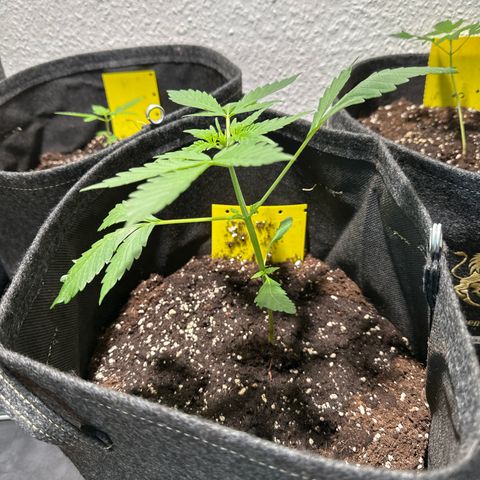 Amnesia Haze Auto growlog timeline photo