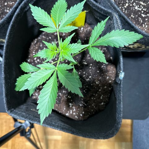Amnesia Haze Auto growlog timeline photo