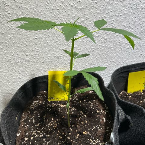 Wedding Cake Auto growlog timeline photo