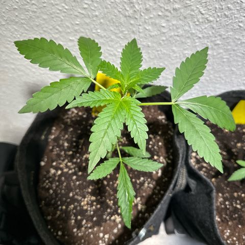 Wedding Cake Auto growlog timeline photo