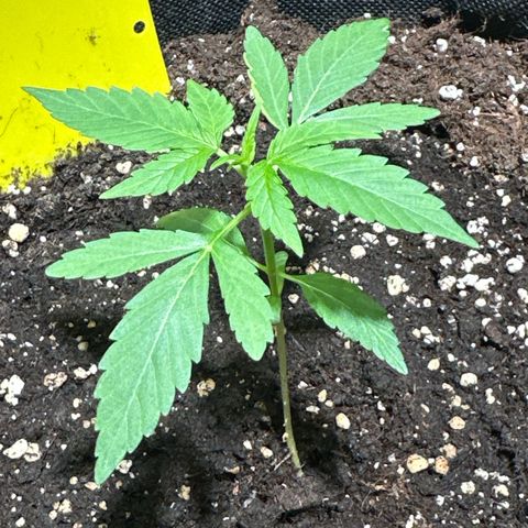 Milky Way growlog timeline photo