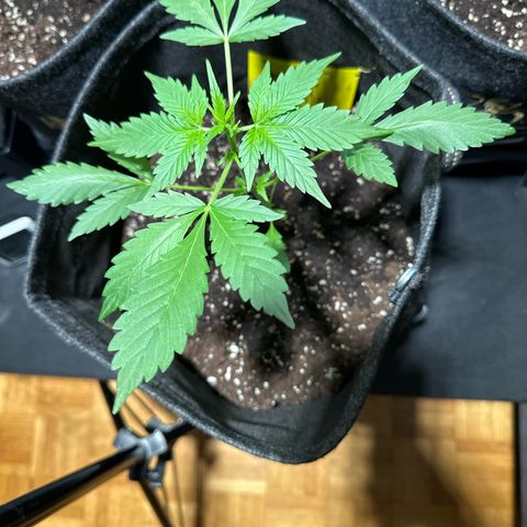 Amnesia Haze Auto growlog timeline photo