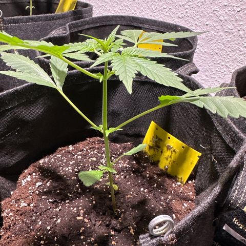 Amnesia Haze Auto growlog timeline photo