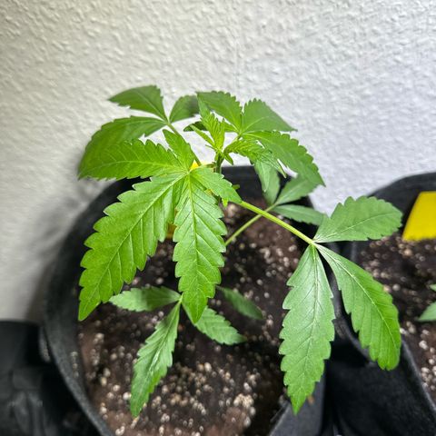 Wedding Cake Auto growlog timeline photo