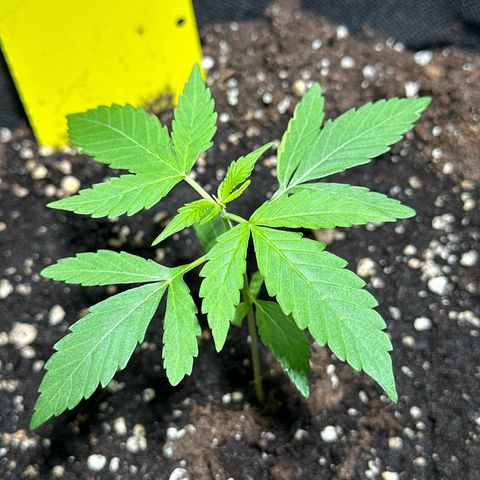 Milky Way growlog timeline photo
